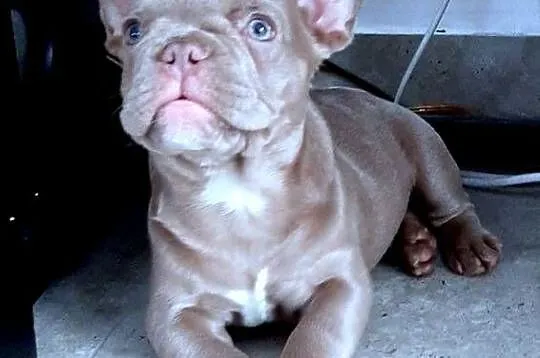 Buldog francuski pies isabella
