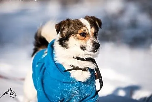 Irys - Piękny psiak czeka na troskliwy dom,  łódzk
