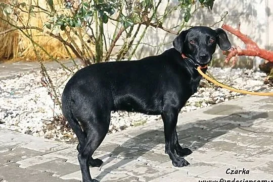 Czarka - mała, czarna, Mazowieckie, Nowy Dwór Mazowiecki