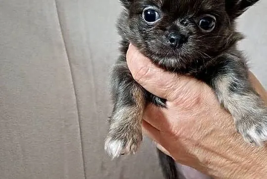 Niebieska długowłosa Chihuahua