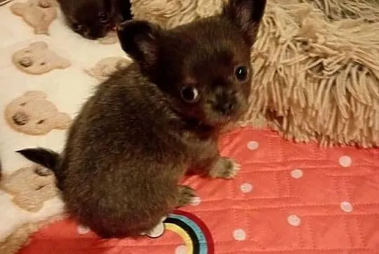 Niebieska długowłosa Chihuahua, Wielkopolskie, Konin