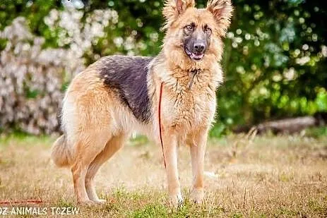OTOZ Animals - Hope - młoda suczka w typie owczark