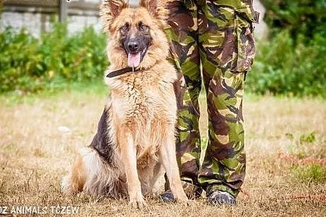 OTOZ Animals - Hope - młoda suczka w typie owczark