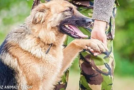 OTOZ Animals - Hope - młoda suczka w typie owczark