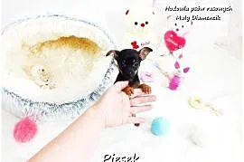 Pinczer miniaturowy- Ratlerek /tzw.sarenka, MINI Piesek nr2 do REZERWACJI !