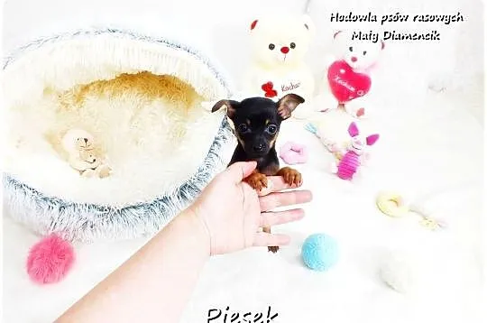 Pinczer miniaturowy- Ratlerek /tzw.sarenka, MINI Piesek nr2 do REZERWACJI !