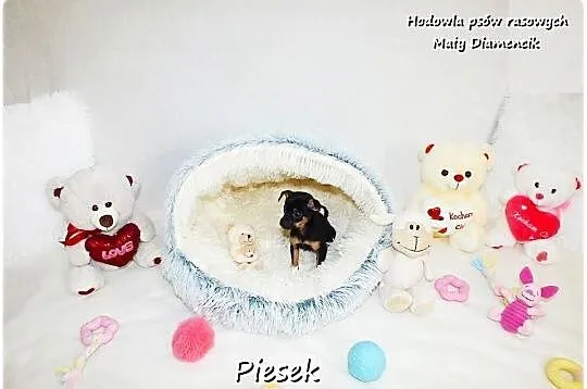Pinczer miniaturowy- Ratlerek /tzw.sarenka, MINI Piesek nr2 do REZERWACJI !, Lubuskie, Żary