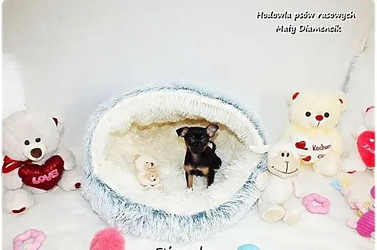 Pinczer miniaturowy- Ratlerek /tzw.sarenka, MINI Piesek nr2 do REZERWACJI !, Lubuskie, Żary