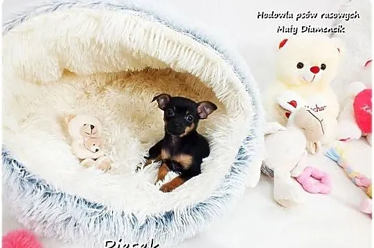 Pinczer miniaturowy- Ratlerek /tzw.sarenka, MINI Piesek nr2 do REZERWACJI !, Lubuskie, Żary