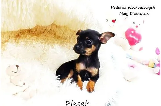 Pinczer miniaturowy- Ratlerek /tzw.sarenka, MINI Piesek nr2 do REZERWACJI !, Lubuskie, Żary