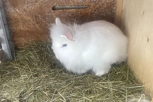Sprzedam króliki miniaturki, Podkarpackie, Janowiec