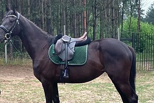 Wyjątkowej urody klacz wielkopolska - super prospekt, , Głogowo