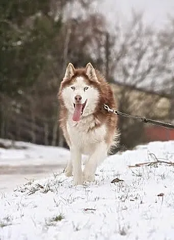 Fajny husky trafił do schroniska