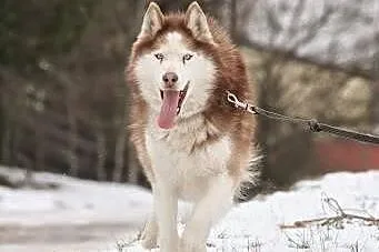 Fajny husky trafił do schroniska