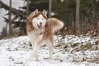 Fajny husky trafił do schroniska
