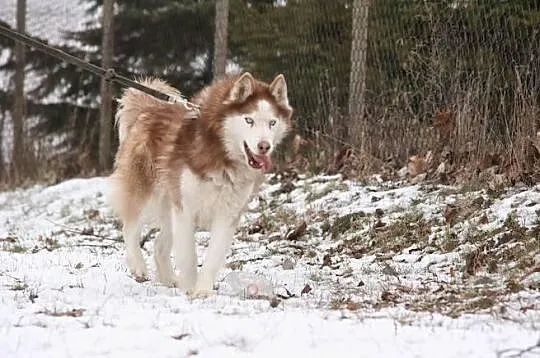Fajny husky trafił do schroniska