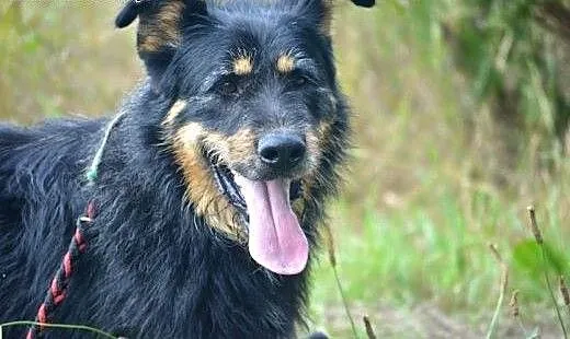Dlużej w schronisku już nie wytrzyma!, mazowiecki