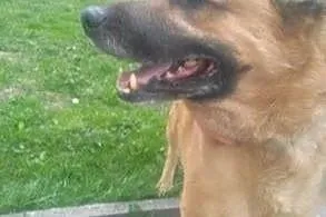 Moja Pani umiera,a ja dostaje lanie za to ze nasikalem w mieszkaniu. Willy na cito potrzebuje ds lub,  mazowieckie Warszawa