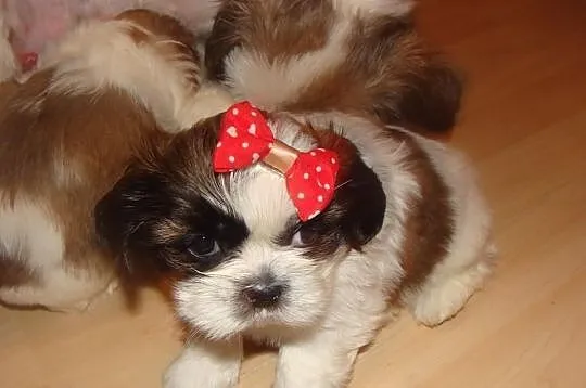 Suczki shih tzu