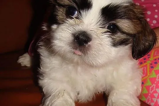 Suczki shih tzu