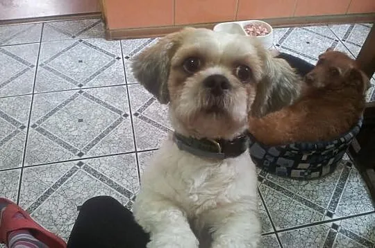 Suczki shih tzu
