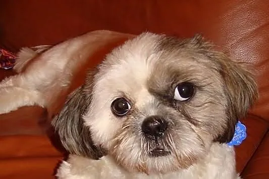 Suczki shih tzu