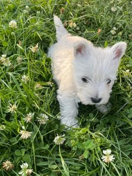 Sprzedam pieska Wester terrier. Ma dwa miesiące wszystkie szczepienia i zdrowy