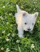 Sprzedam pieska Wester terrier. Ma dwa miesiące wszystkie szczepienia i zdrowy