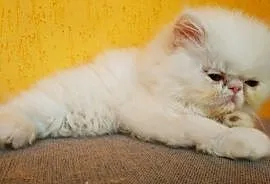Koty perskie, Przemyśl