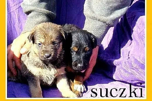 6 tyg.szczeniaki,piesek,suczka średnie docelowo.AD