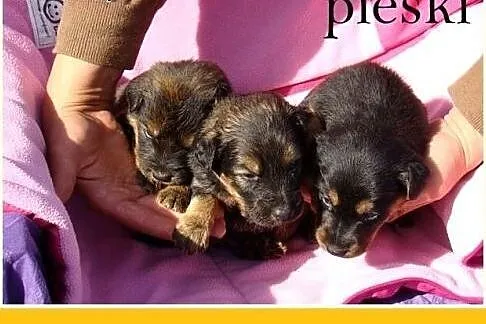 6 tyg.szczeniaki,piesek,suczka średnie docelowo.AD
