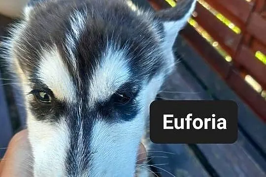 Szczeniaki syberiany husky, Pomorskie, Reda