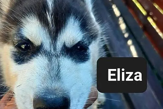 Szczeniaki syberiany husky, Pomorskie, Reda