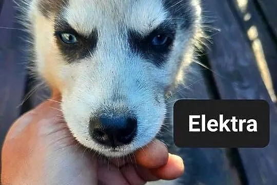 Szczeniaki syberiany husky, Pomorskie, Reda