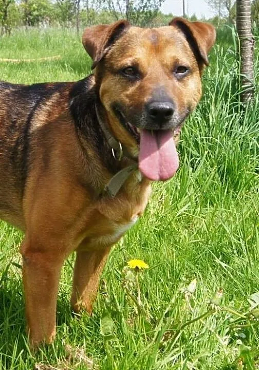 Scooby Psi Ideał, dolnośląskie Jelenia Góra