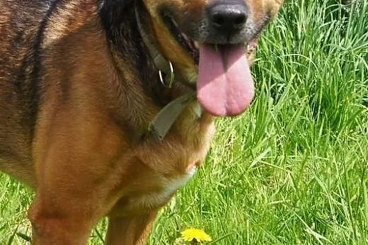 Scooby Psi Ideał,  dolnośląskie Jelenia Góra