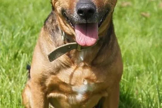 Scooby Psi Ideał,  dolnośląskie Jelenia Góra