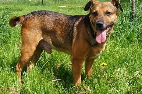 Scooby Psi Ideał,  dolnośląskie Jelenia Góra