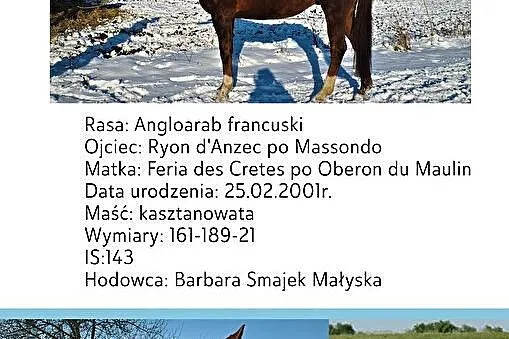 Stanówka ogierem Fodel xo