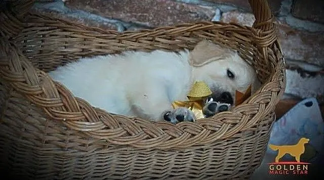 Golden retriever piękne szczenięta, Golden retriever cała Polska,