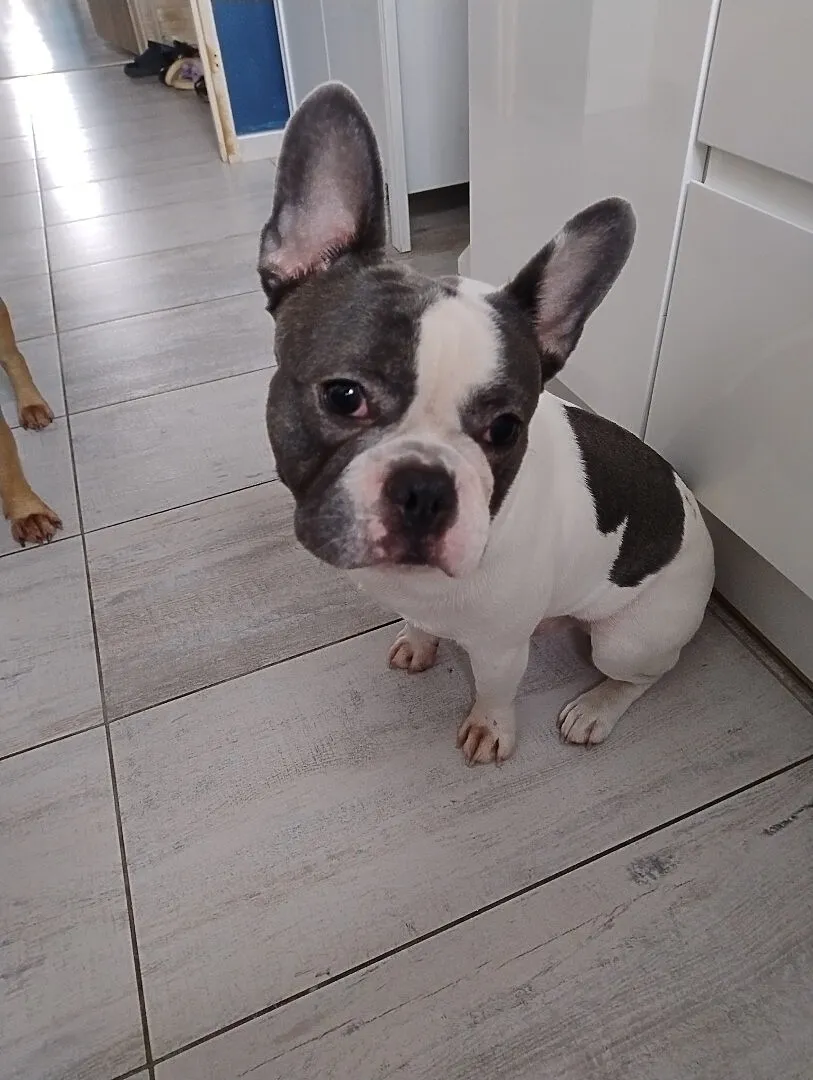 Buldog francuski pies, Łódzkie, Łódź