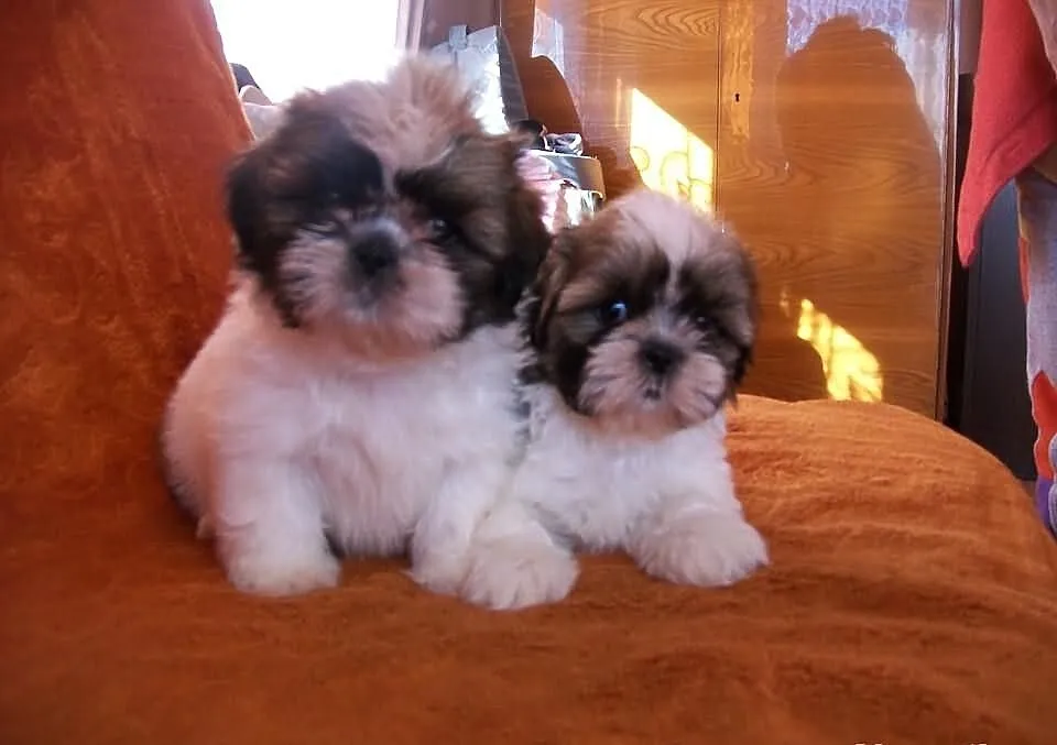 SHIH TZU, kochane suczki