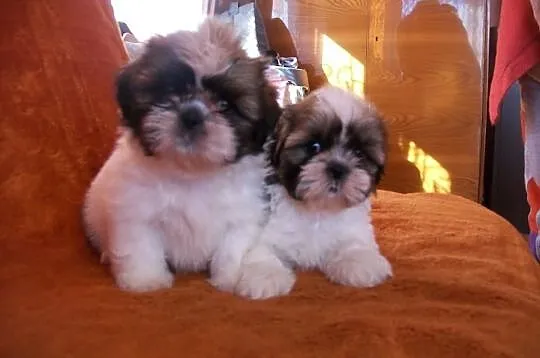 SHIH TZU, kochane suczki