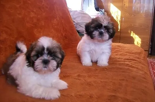SHIH TZU, kochane suczki