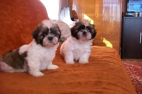 SHIH TZU, kochane suczki
