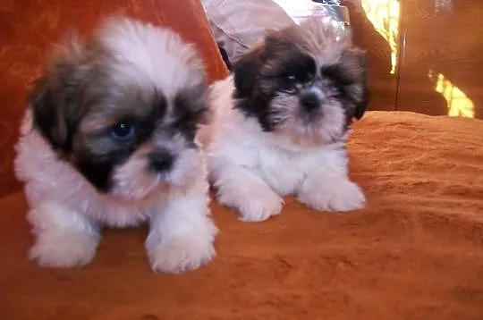 SHIH TZU, kochane suczki