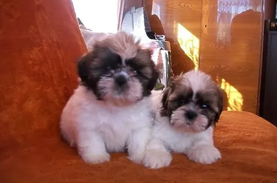 SHIH TZU, kochane suczki