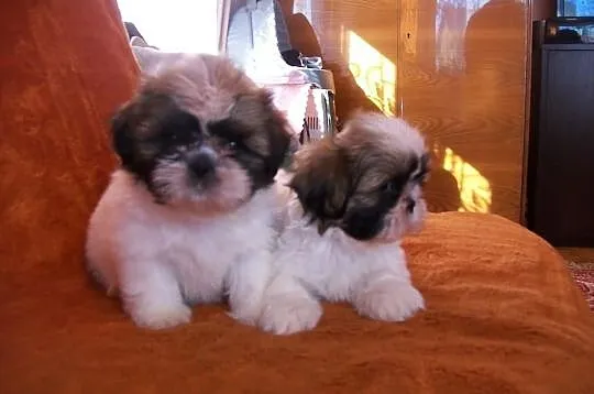 SHIH TZU, kochane suczki