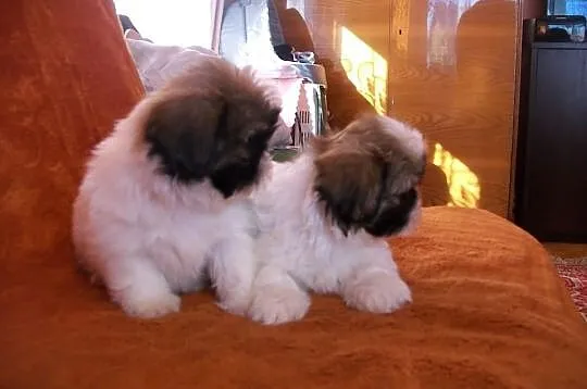SHIH TZU, kochane suczki
