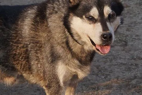 Przyjazna Pyza, niebieskooka malamutka szuka spoko